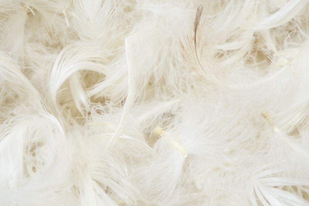 White feathers